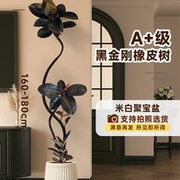 雅致 四季好养 橡皮树盆栽