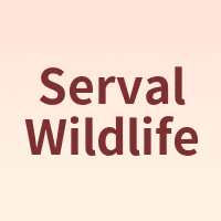 Serval Wildlife