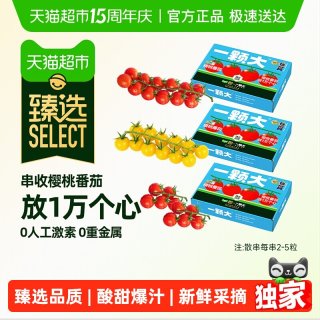  一颗大 新鲜采摘 番茄