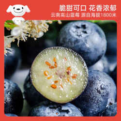 京觅 特大号云南蓝莓（18mm+）12盒*净重100g