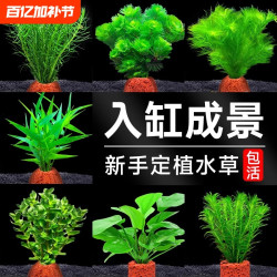 花百年 火山石水草植物鱼缸造景水培阴性蜈蚣草绿菊真草增氧绿植摆件
