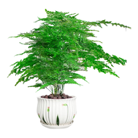  沭之美 源头直发 文竹盆栽+草花陶瓷盆
