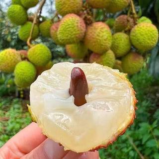 裕琼 现摘新鲜 妃子笑荔枝