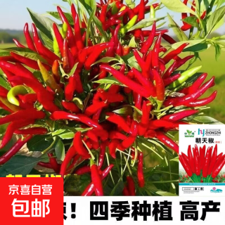 华煜 朝天椒辣椒种子 100粒 彩包
