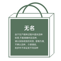  海蒂的花园 耐寒耐热 圆锥绣球花卉盆栽
