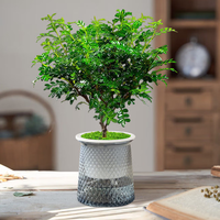 绿小优 清香木盆栽室内驱蚊草植物胡椒叶子 3年清香木中苗(繁星盆)+送肥料