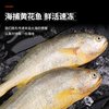  云储生活 深海冷冻 大黄鱼