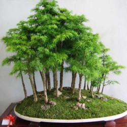 花e流 水杉树苗盆景 30厘米高5棵 日式风格绿植盆栽