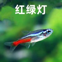 红绿灯鱼热带观赏鱼灯科鱼草缸小型淡水鱼宝莲灯鱼苗活鱼送鱼饲料
