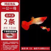 水洲纪 孔雀鱼活鱼苗观赏鱼热带小型鱼活体鱼淡水好养耐活精品纯种凤尾鱼