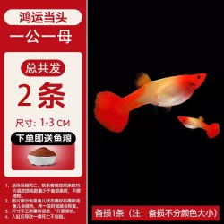 水洲纪 孔雀鱼活鱼苗观赏鱼热带小型鱼活体鱼淡水好养耐活精品纯种凤尾鱼