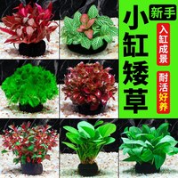 水洲纪 鱼缸水草坨草植物活体增氧阴性生态水培绿植新手无需底砂懒人造景