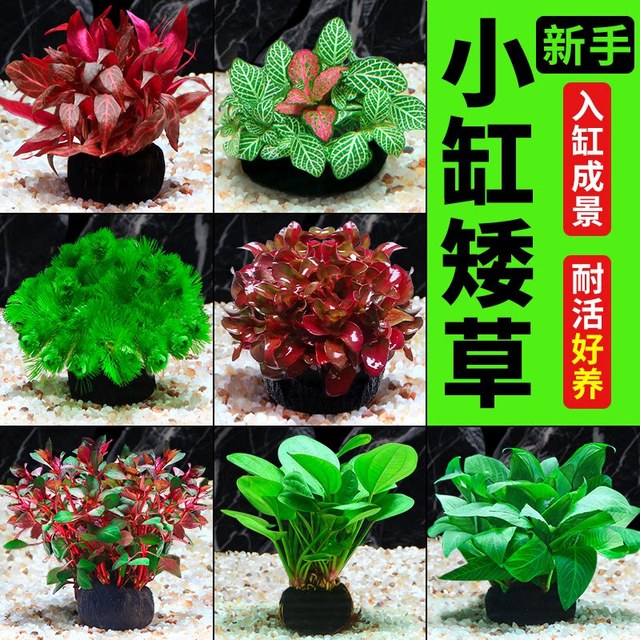 水洲纪 鱼缸水草坨草植物活体增氧阴性生态水培绿植新手无需底砂懒人造景