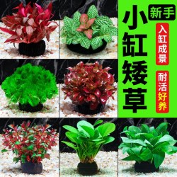 水洲纪 鱼缸水草坨草植物活体增氧阴性生态水培绿植新手无需底砂懒人造景