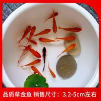 纯种凤尾大红草金鱼小锦鲤打氧淡水观赏鱼苗好养耐活自来水冷水鱼
