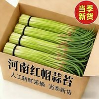 果玥 2026年现摘蒜薹1斤装蒜毫新鲜蒜苔蒜头新鲜蔬菜