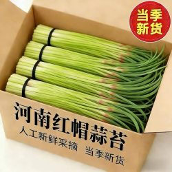 果玥 河南 新鲜蒜苔 1斤