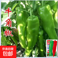 京喜自营-专用品牌 特大牛角椒种子不辣辣椒种籽肉厚超长青椒种阳台菜园蔬菜种子大全 华煜牛角椒种子 1包