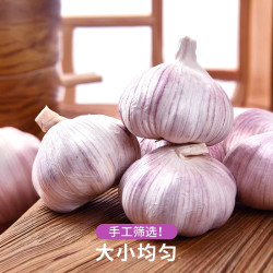 薏品甄鲜 辛辣爽口 紫皮大蒜 紫皮大蒜净重2斤【果经45mm+】