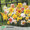  绿中城 重瓣大花 洋水仙花种球