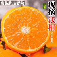 言片光 云南沃柑 中果 1斤