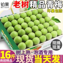 铂果 顺丰诏安青梅鲜果泡酒专用 10斤 单果重量4000g 箱装