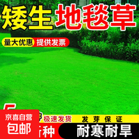 耐旱免修剪 进口矮生地毯草10斤