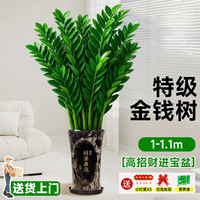 临雅 金钱树盆栽 1-1.1m 绿植物 室内摆件