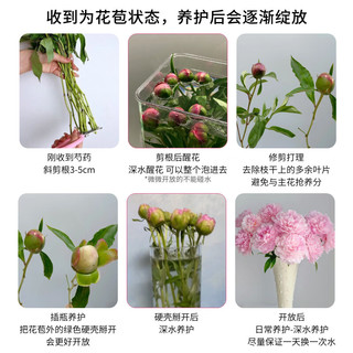  ToSpring 重瓣 芍药鲜切花