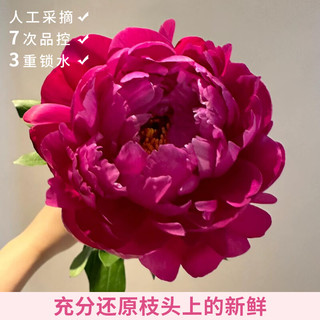  ToSpring 重瓣 芍药鲜切花