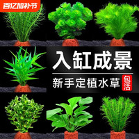 花百年 火山石水草植物鱼缸造景水培阴性蜈蚣草绿菊真草增氧绿植摆件