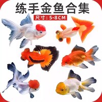 鸿运当头金鱼狮子头活体打氧观赏鱼冷水鱼淡水鱼丹顶红不加温好养