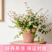 海蒂的花园 花叶络石 盆栽 14cm 含盆