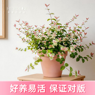 移动端、京东百亿补贴：海蒂的花园 花叶络石盆栽 14cm 含盆