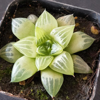 旭力 多肉 姬玉露 3-5cm 裸根不带土