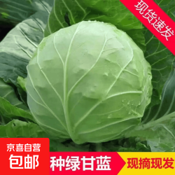 京喜 自营5.99元5斤卷心菜包邮