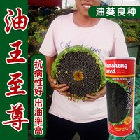  xinyi/鑫意 矮杆 油葵种子