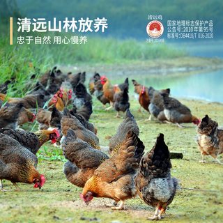 天农 清远鸡 生态散养100天 整鸡