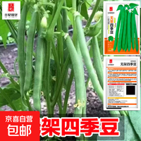 种子 无架四季豆（约30粒） 1袋