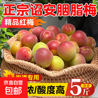 青梅 高山胭脂红梅新鲜青梅鲜果泡酒酵素现摘酸脆梅子福建 新鲜青梅特大果果径30-33mm