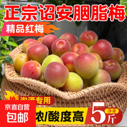 青梅 高山胭脂红梅新鲜青梅鲜果泡酒酵素现摘酸脆梅子福建 新鲜青梅特大果果径30-33mm