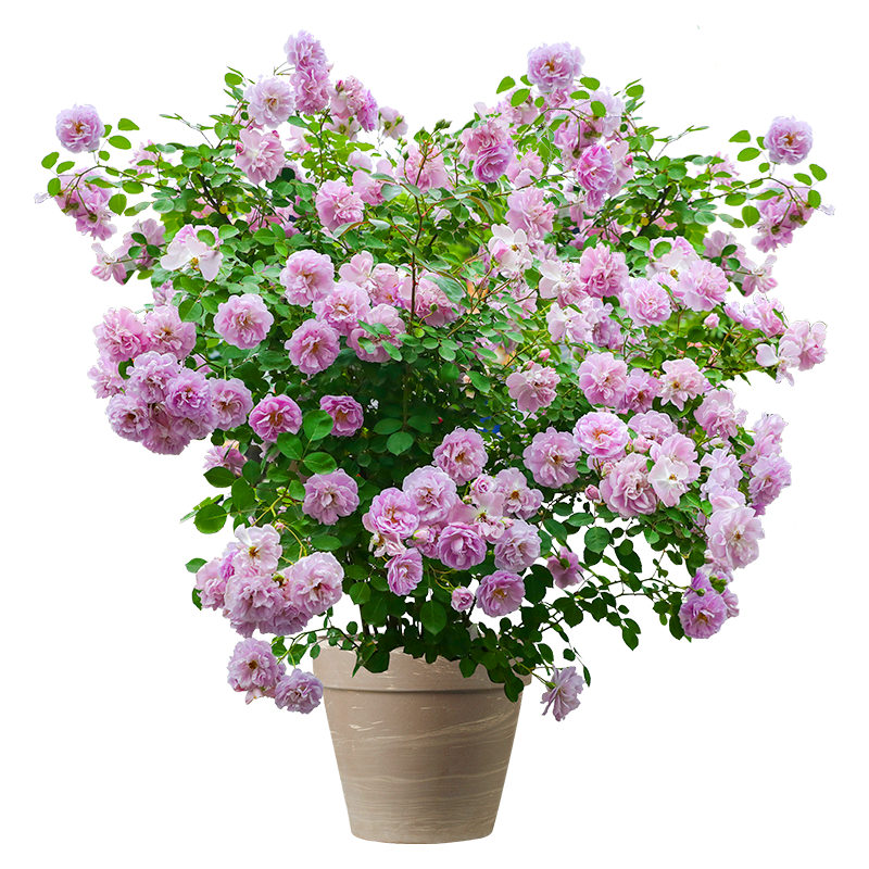  海蒂的花园 四季可种 月季花盆栽 月季蓝色阴雨15cm盆