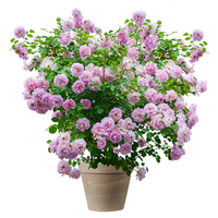 海蒂的花园 四季可种 月季花盆栽 月季蓝色阴雨15cm盆
