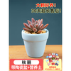 灿阳 蓝色马卡龙+秋丽 多肉植物盆栽 含盆