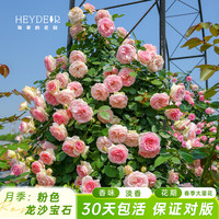 海蒂的花园 龙沙宝石月季花苗鲜花盆栽阳台庭院爬墙藤本花卉植物花架月季小苗 粉色龙沙宝石15cm盆