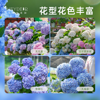 移动端、京东百亿补贴：海蒂的花园 绣球花苗盆栽 阳台庭院别墅植物 室内好养 无尽夏大花 易成活