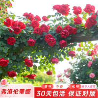 海蒂的花园 龙沙宝石月季花苗鲜花盆栽阳台庭院爬墙藤本花卉植物花架月季小苗 弗洛伦蒂娜15cm盆