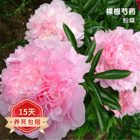 欧悟 OUWU 欧悟 粉蝶C 芍药种根 根块 芍药花苗盆栽地栽花卉庭院阳台植物