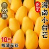 探歌 海南小台农芒果新鲜10斤水果当季整箱包邮热带特产大果正宗小台芒