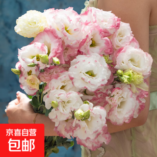 移动端、京东百亿补贴：洋桔梗鲜花 20朵 随机混色 20-25个花苞
